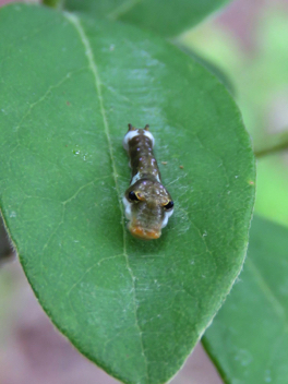 Spicebush Swallowtail 
caterpillar